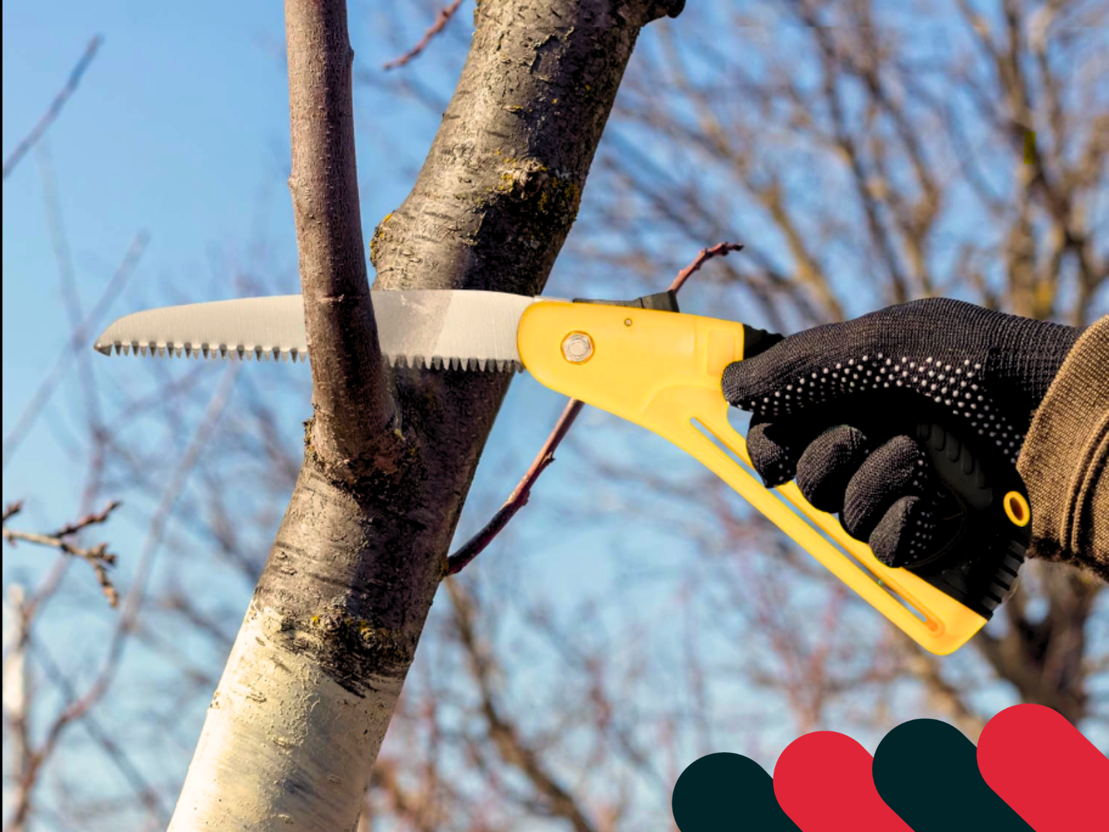  Konserwacja piły po pracy w ogrodzie | Kotarbau