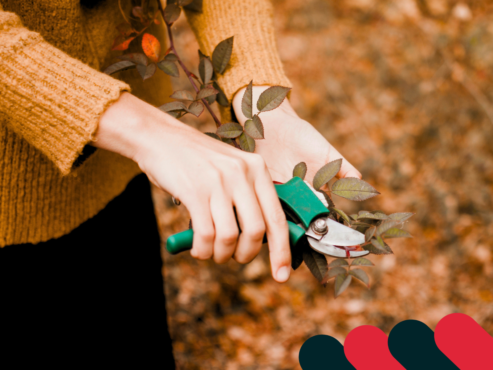 Cięcie gałązek sekatorem jesienią | Kotarbau