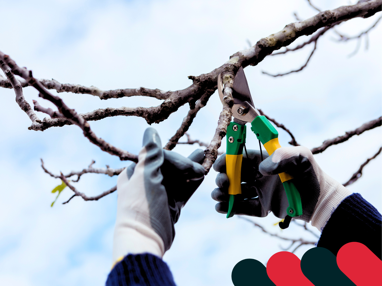 Precyzyjne przycinanie gałęzi w ogrodzie | Kotarbau