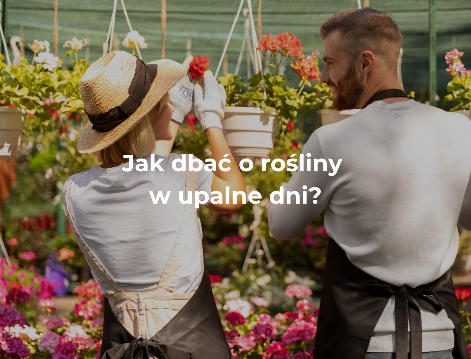 Jak dbać o rośliny w upalne dni?