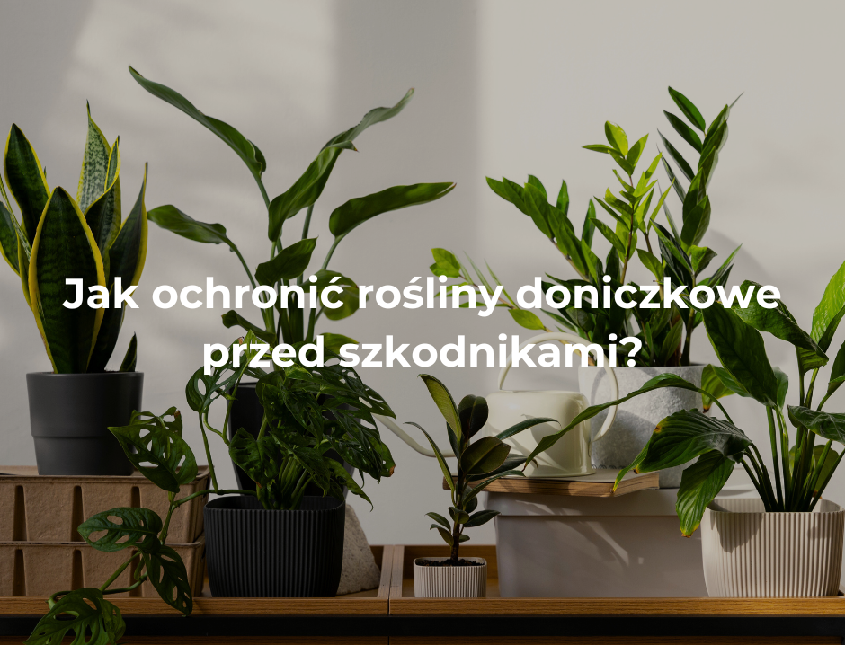 Jak ochronić rośliny doniczkowe przed szkodnikami?