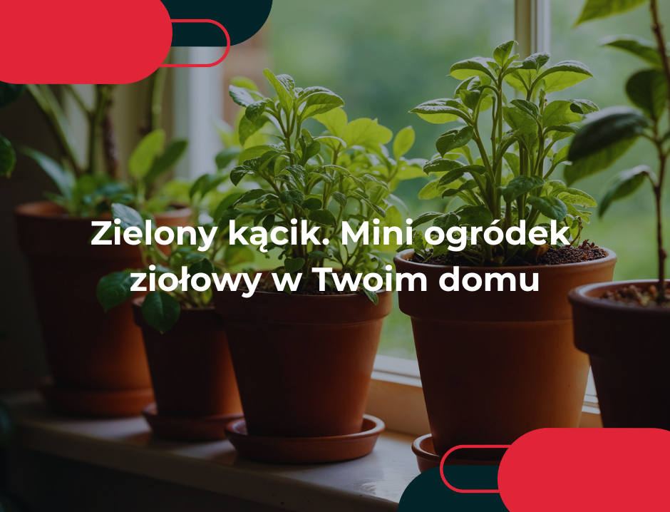 Zielony kącik. Mini ogródek ziołowy w Twoim domu