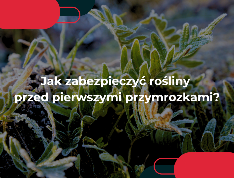 Jak zabezpieczyć rośliny przed pierwszymi przymrozkami?