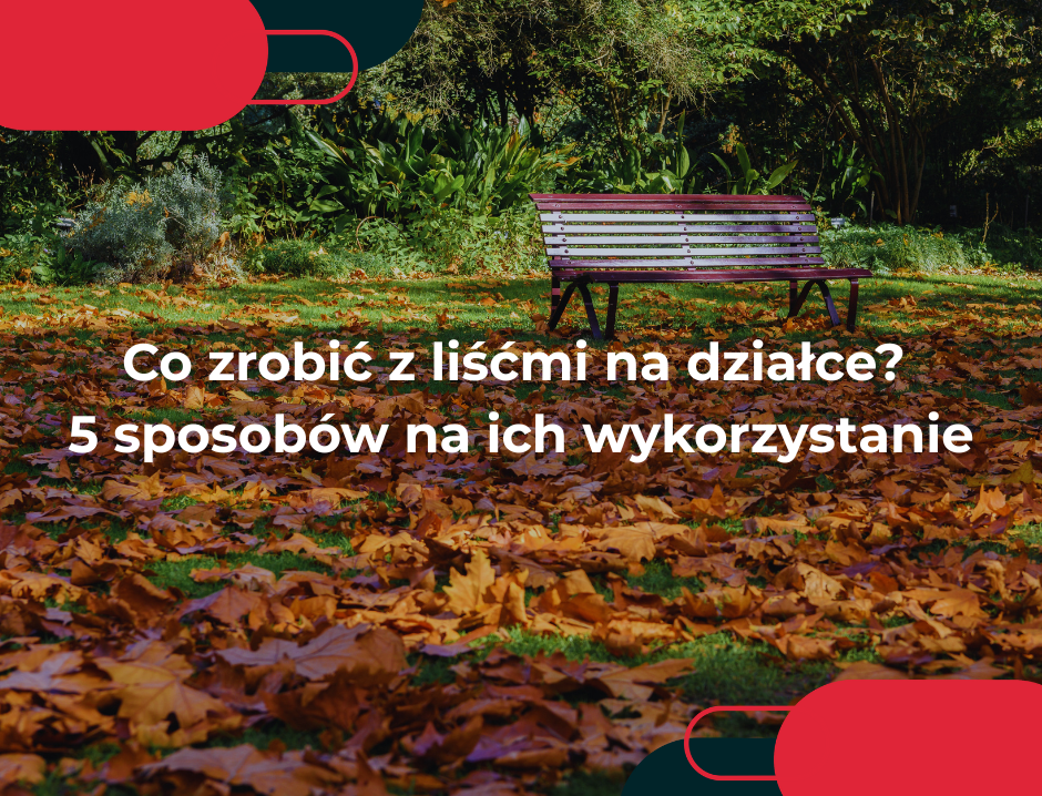 Co zrobić z liśćmi na działce? 5 sposobów na ich wykorzystanie