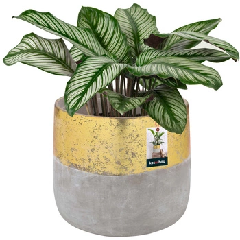 Doniczka ceramiczna nieszkliwiona na kwiaty rośliny 12 cm - Kolor szary